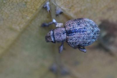 <i>Strophosoma melanogrammum</i>