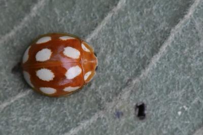 <i>Calvia decemguttata</i>