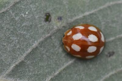 <i>Calvia decemguttata</i>