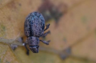 <i>Strophosoma melanogrammum</i>