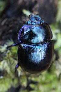 <i>Anoplotrupes stercorosus</i>