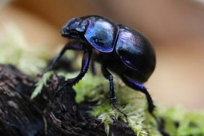 Anoplotrupes stercorosus