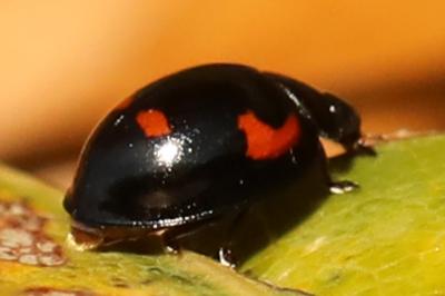 <i>Exochomus quadripustulatus</i>
