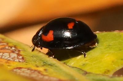 <i>Exochomus quadripustulatus</i>