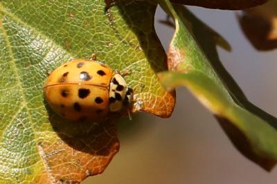 <i>Harmonia axyridis</i>