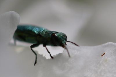 <i>Anthaxia nitidula</i>