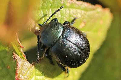 <i>Timarcha goettingensis</i>