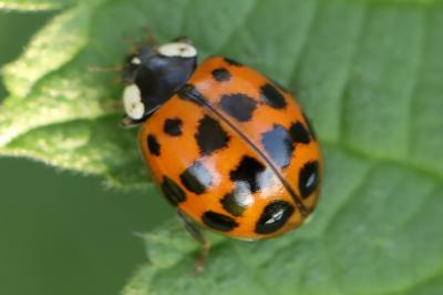 <i>Harmonia axyridis</i>