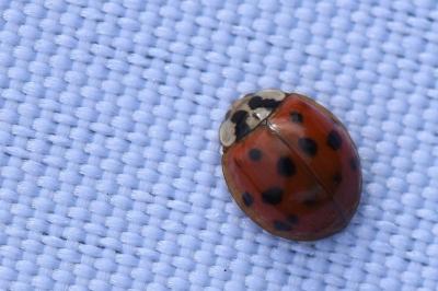 <i>Harmonia axyridis</i>