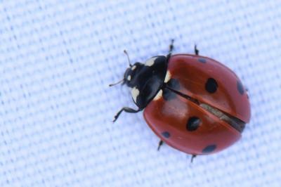 <i>Coccinella septempunctata</i>