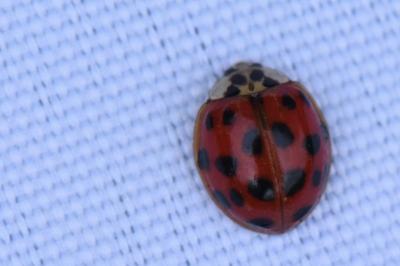 <i>Harmonia axyridis</i>