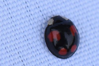 <i>Harmonia axyridis</i>