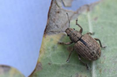 <i>Strophosoma melanogrammum</i>