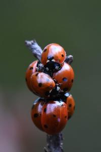 <i>Coccinella septempunctata</i>