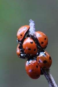 <i>Coccinella septempunctata</i>
