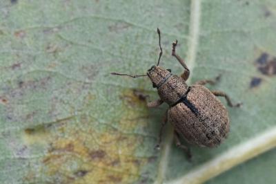 <i>Strophosoma melanogrammum</i>