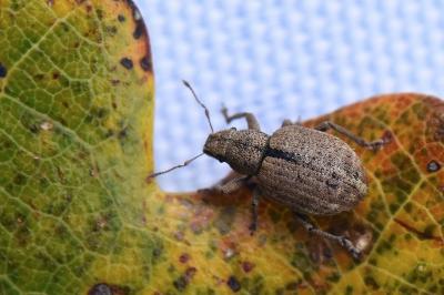 Strophosoma melanogrammum