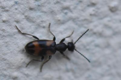 <i>Anthicus antherinus</i>
