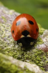 <i>Coccinella septempunctata</i>