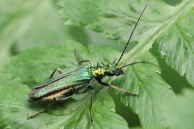 <i>Oedemera nobilis</i>