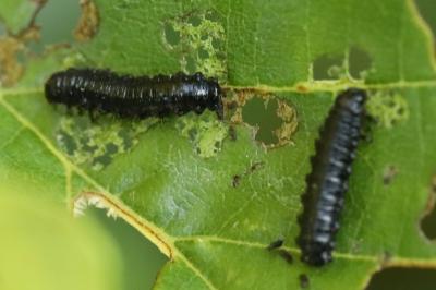 <i>Agelastica alni</i>