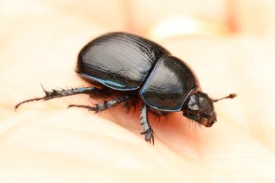 <i>Anoplotrupes stercorosus</i>