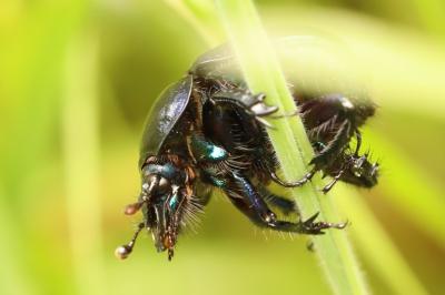 <i>Anoplotrupes stercorosus</i>