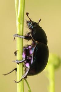 <i>Anoplotrupes stercorosus</i>