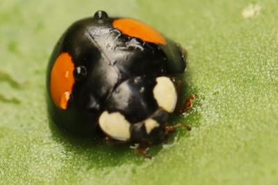 <i>Harmonia axyridis</i>