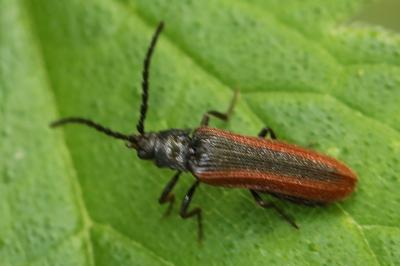 <i>Omalisus fontisbellaquei</i>