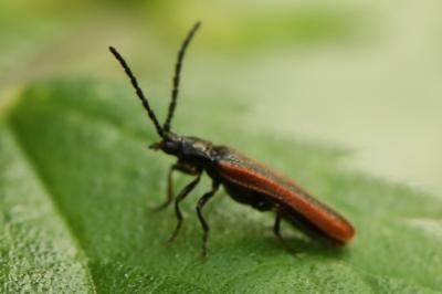 <i>Omalisus fontisbellaquei</i>