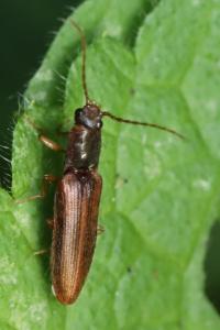 <i>Athous campyloides</i>