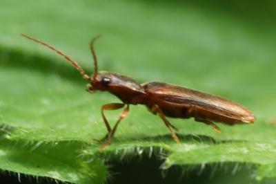 <i>Athous campyloides</i>