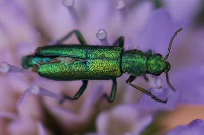 <i>Psilothrix viridicoerulea</i>
