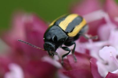 <i>Cryptocephalus vittatus</i>
