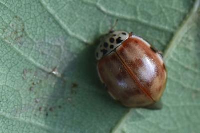 <i>Harmonia quadripunctata</i>