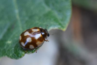 <i>Adalia decempunctata</i>