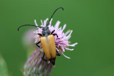 <i>Stictoleptura fulva</i>