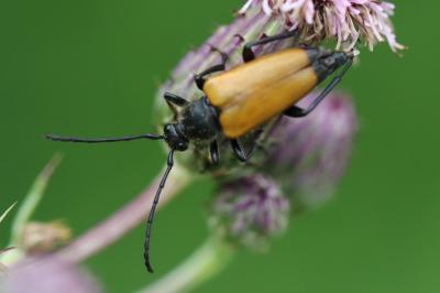 <i>Stictoleptura fulva</i>