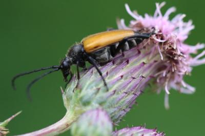 <i>Stictoleptura fulva</i>