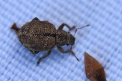 <i>Strophosoma melanogrammum</i>