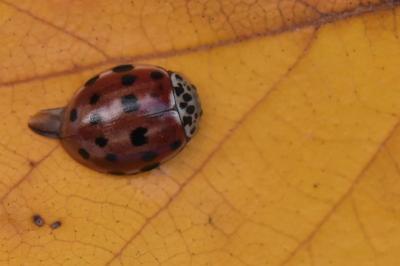 <i>Harmonia quadripunctata</i>
