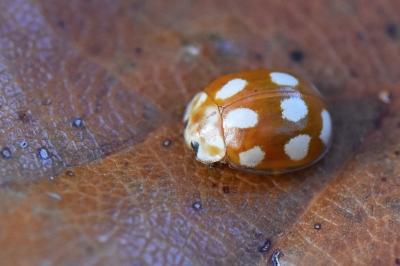 <i>Calvia decemguttata</i>