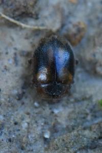 <i>Rhyzobius</i>