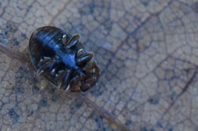 <i>Rhyzobius</i>