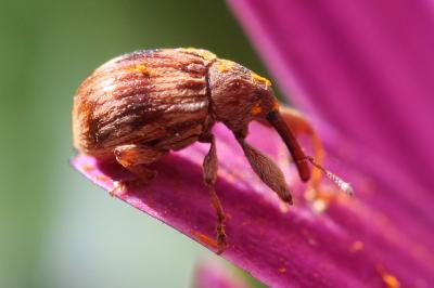 <i>Anthonomus rectirostris</i>