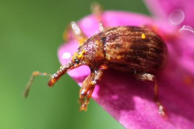 <i>Anthonomus rectirostris</i>