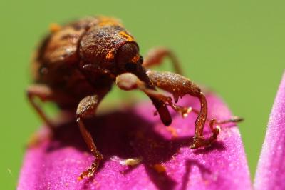 <i>Anthonomus rectirostris</i>