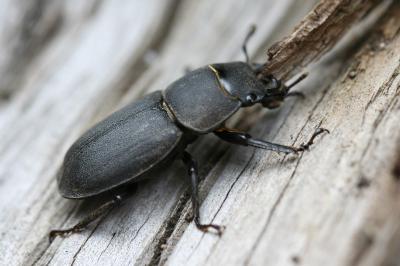 Dorcus parallelipipedus