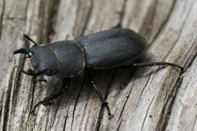 Dorcus parallelipipedus
